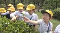 小学生が茶摘み体験　栗林公園　高松市栗林町