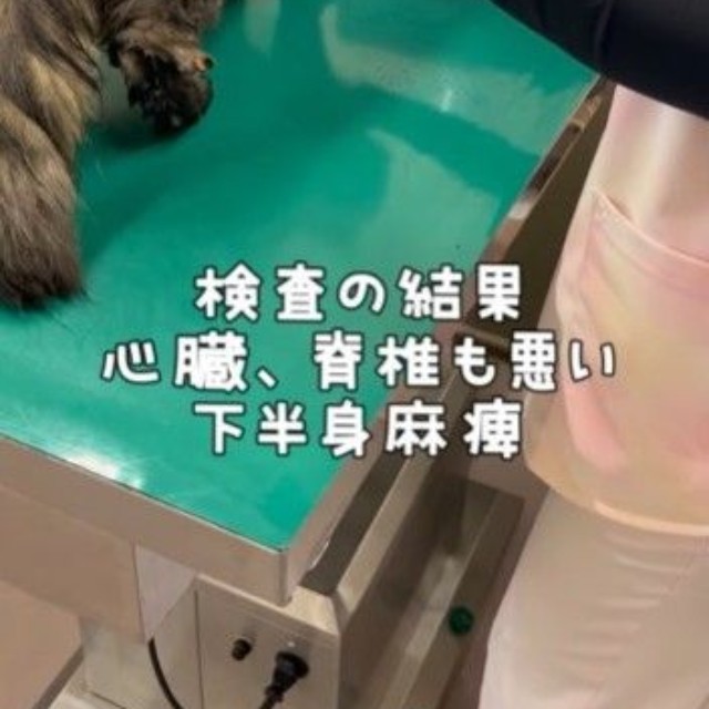 検査の結果、心臓も脊椎も悪い。下半身まひ(「しあわせにゃん家」さん提供、Instagramよりキャプチャ撮影)