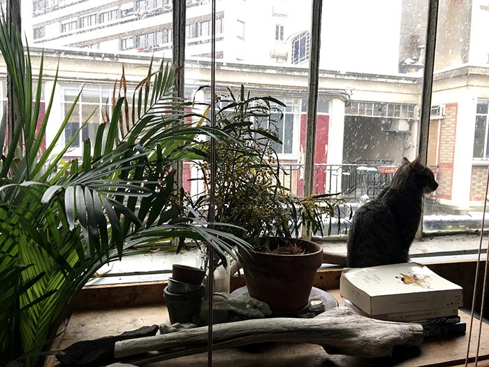 窓際に佇むのはハクさん。アパート内でペットを飼っている家は５軒ある