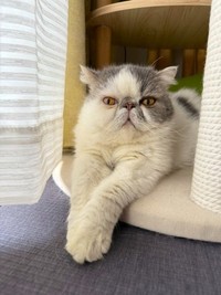 活発だが、おすまし顔でのカメラ目線も得意