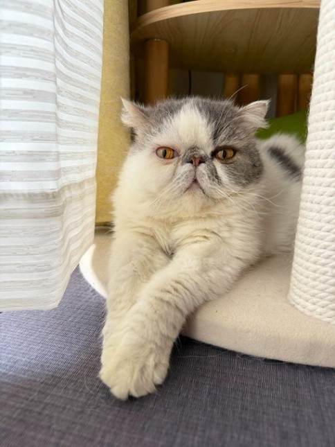 活発だが、おすまし顔でのカメラ目線も得意