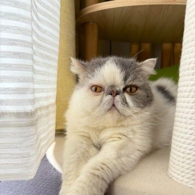 活発だが、おすまし顔でのカメラ目線も得意