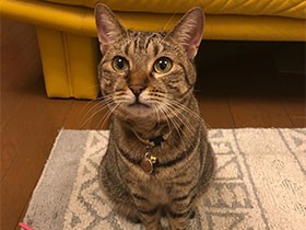 「もっと投げて！」ぷっくりマズルでおねだり　キジトラ「アモ」