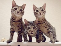 ヤンチャになってきた=きじとら３姉妹の毎日めろん・すいか・ももさん（@meronmomosuika）提供