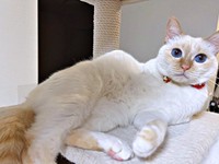 のんびりくつろぐひなたちゃん（画像提供：hinataさん）