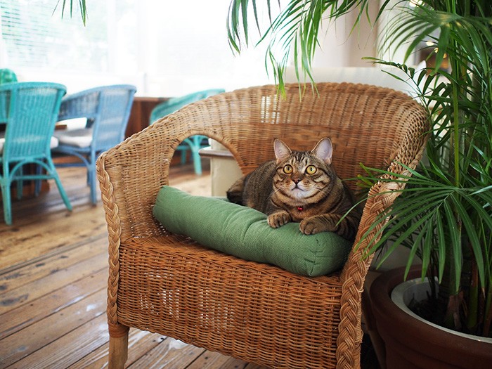 チーたんは、カフェ常駐