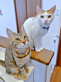 兄猫・むぎくんと一緒におやつアピールするこまちゃん（画像提供：むぎさん）