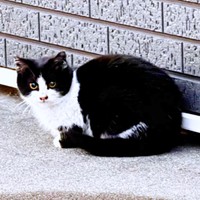 家の前に現れるようになった生後推定4カ月ころのこねぎくん（画像提供：ともさん）