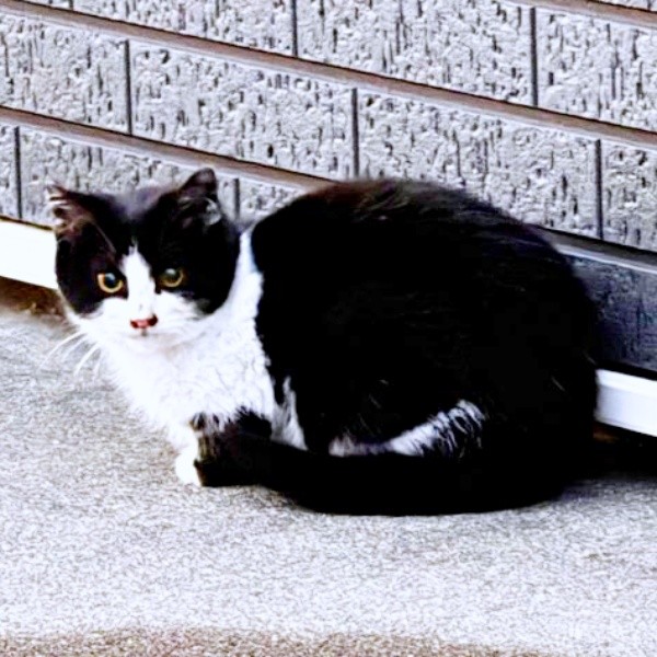 家の前に現れるようになった生後推定4カ月ころのこねぎくん（画像提供：ともさん）