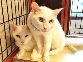 老夫婦が保護し、大事に世話した野良猫たち　飼育崩壊の危機に