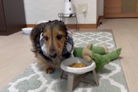 かえるくんを脇に置いてご飯食べてます（るのんさん提供、Twitterよりキャプチャ撮影）