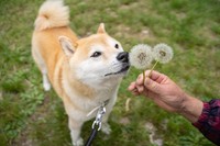 たんぽぽの綿毛をくんくん（提供：北田瑞絵さん）