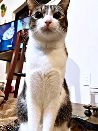 胸元がハート型になった睦月さん（画像提供：かわいい睦月さんとくるみさん）