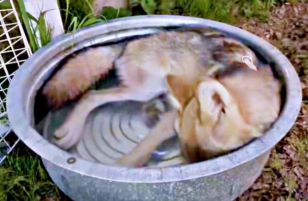 突然、顔をズボッ！ と水に突っ込むユニくん（画像提供：もぐさん）