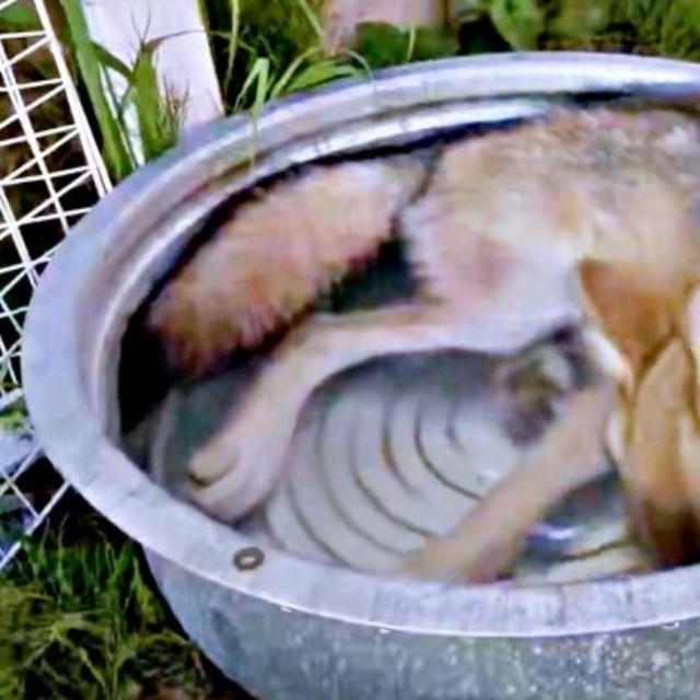 突然、顔をズボッ！ と水に突っ込むユニくん（画像提供：もぐさん）