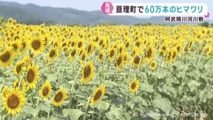 ６０万本のヒマワリが見頃　週末にはイベントも　宮城・亘理町