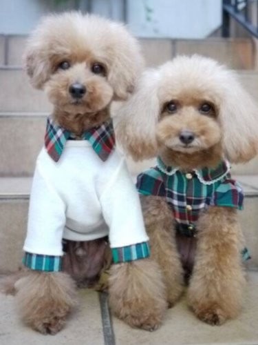 ペアルックがよく似合うゆうきとつむぎ（舞坂さん提供）