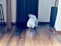 お尻を高く上げて姿勢を低くしたせとくん（画像提供：せとくん）