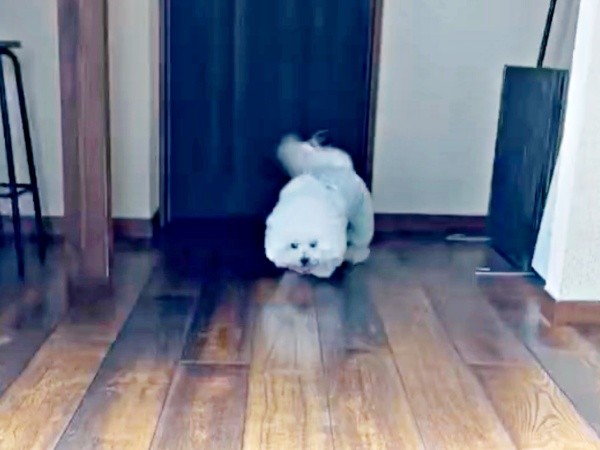 お尻を高く上げて姿勢を低くしたせとくん（画像提供：せとくん）