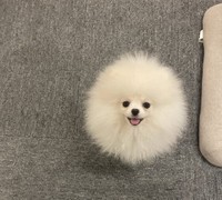 また別の日の「本日の毛球」写真、笑顔が可愛い！（画像提供：ポメラニアン ちょむさん）