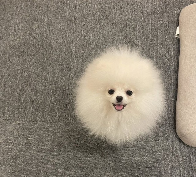 また別の日の「本日の毛球」写真、笑顔が可愛い！（画像提供：ポメラニアン ちょむさん）