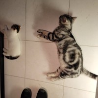 やっぱり同じポーズ（提供：わらよも！アメショわらび&スコよもぎ さん）