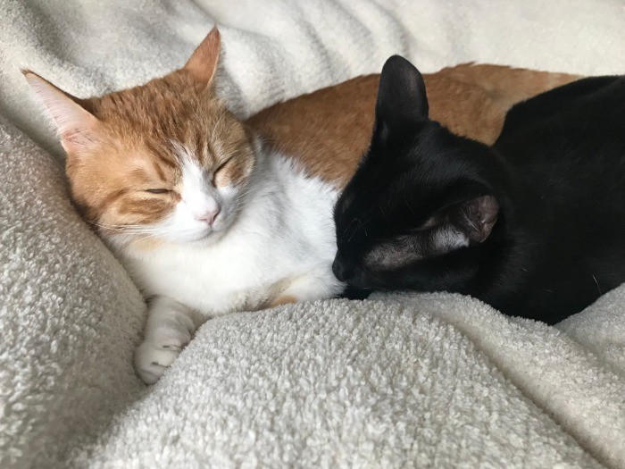 とにかくごろりんと一緒に居たいゴメズ