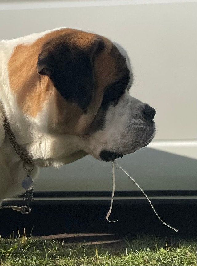 娘さんいわく「長出」状態のヨダレ。トロ～リ伸びるんです（コマチさん提供@komachi8991）