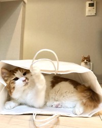 紙袋が大好きな詩くん