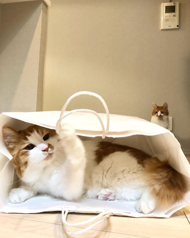 紙袋が大好きな詩くん