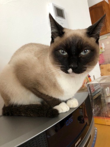 おとなっぽくなってきたかな？（真弓さん提供）