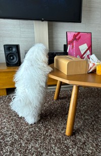 机の上のものに興味津々な様子のほたてくん（提供：ほたてさん）