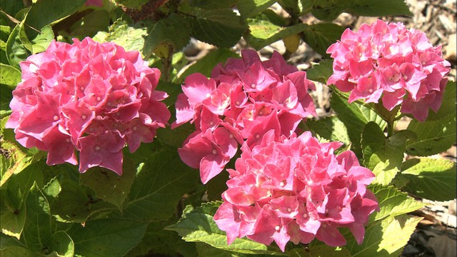 梅雨の花　アジサイ50種類が見ごろ　香川・坂出市の番の州公園