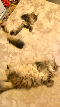 ゴロ〜ンと転がる寿老人（上）と福禄寿（下）