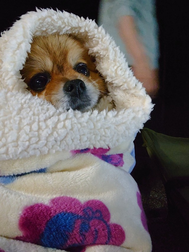 夜はもこもこあったか姿に変身（提供：ぴよりん🐣ｵﾌﾞｼﾞｮｲﾄｲ）