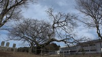 新たな地域のシンボルに…樹齢約300年の「ヤマザクラ」新品種に認定　岡山・高梁市