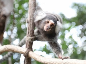 動物は想像以上にお互いを名前で呼び合っている　霊長類のマーモセットでも新たに確認