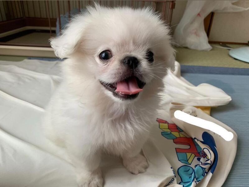 家にきたころの「ぷっち」