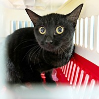 サッと側溝に逃げ込む子猫 むき出しの警戒心「なんとかしないと