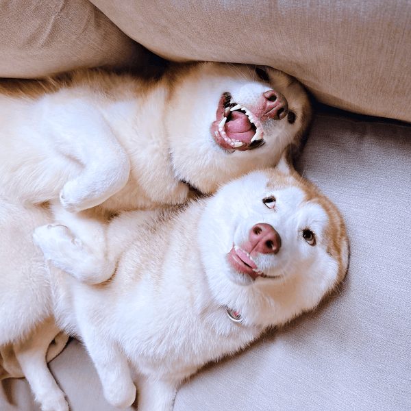 仲良くゴロン！ 表情豊かな（左から）アイリスちゃん、ナイトくん（画像提供：アイリス＆ナイト父娘さん）