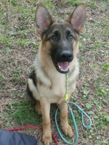 家にきたころの「リヒト」