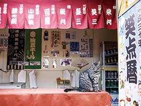 公募でやって来た演芸ホールの看板猫　仕事は客引きとネズミ捕り