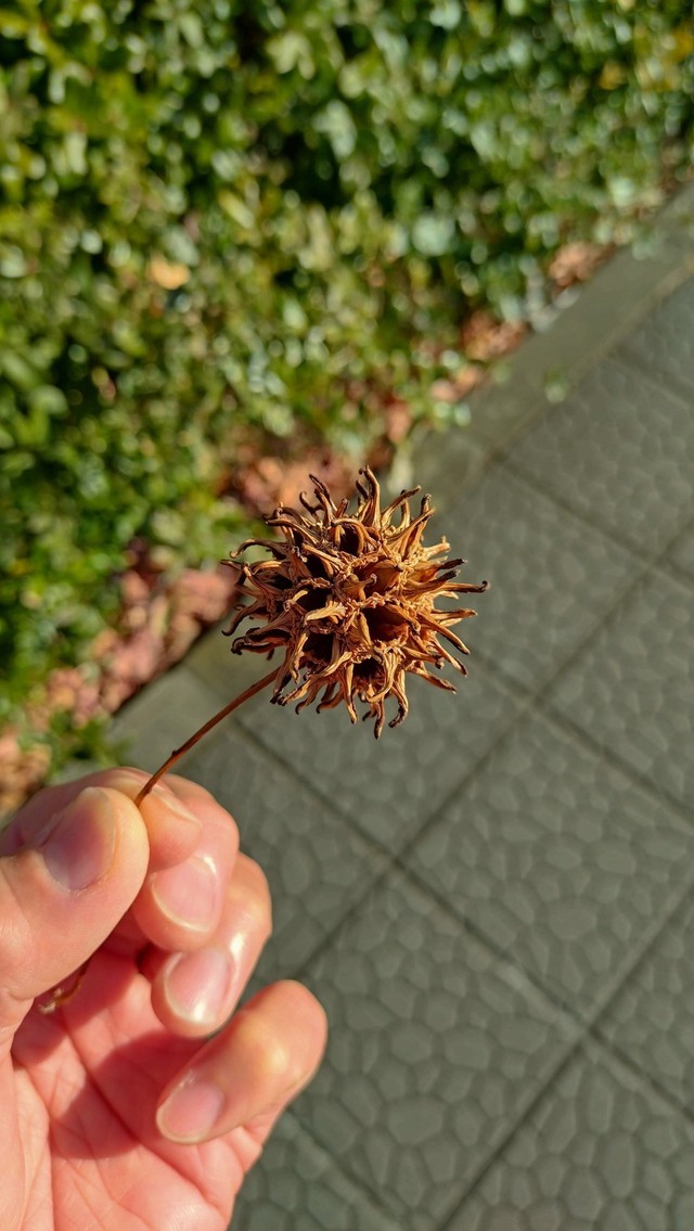 道端で拾った強そうな木の実（提供：た　ぬさん）