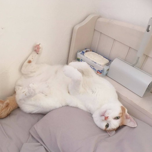 ぐーぐーのへそてん