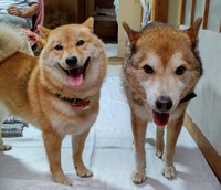 ゆうくんとオルカちゃん㊧仲良し！（柴犬オルカのママさん提供）