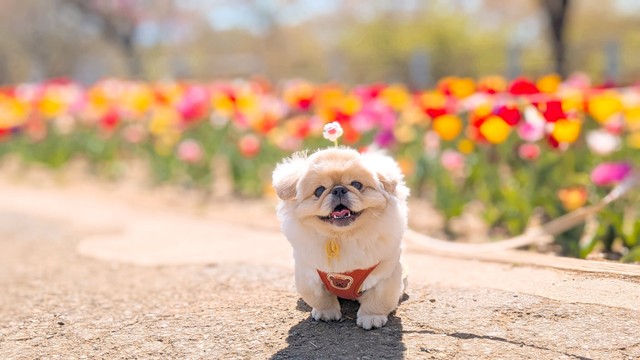 楽しそうにお散歩を楽しむどんちゃん（提供：ペキのどんきち🌷さん）