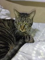 保護当時から抱っこできる甘えん坊でもあった＝satomirikoさん提供