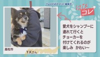 【はぴコレ】チョーカーを付けた愛犬がかわいい・お気に入りの自転車で体力作り　3月13日放送