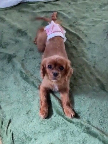 昨年２月に迎えた時は、ひょろっと細かった