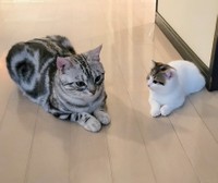 これからも父子仲良くね（提供：わらよも！アメショわらび&スコよもぎ さん）